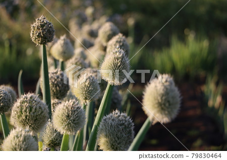 Onion flowers in the sun Onion flowers in the sun 79830464