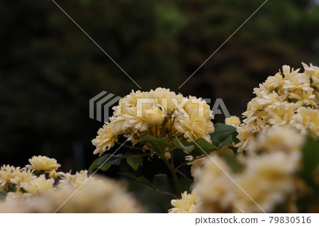 Yellow flower of mockybara 79830516