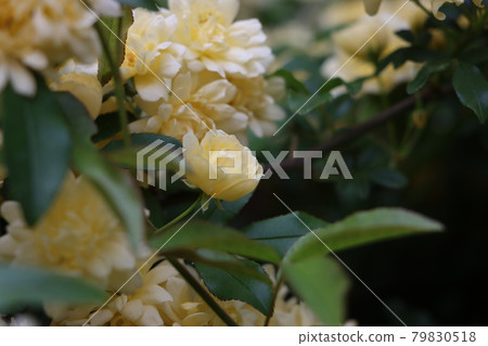 Yellow flower of mockybara 79830518