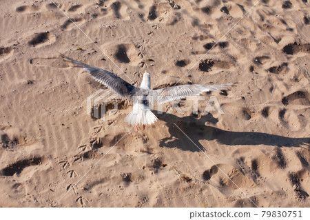 Bird flying over the sand of the beach. Top view. Bird flying over the sand of the beach. Top view. 79830751