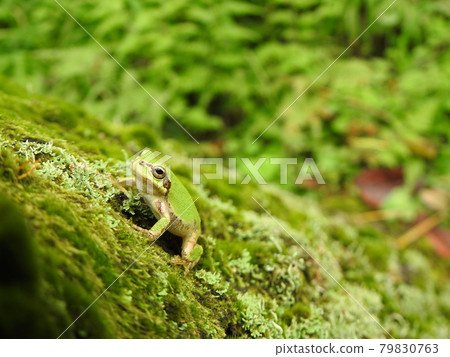Frog trying to climb the trunk Frog trying to climb the trunk 79830763