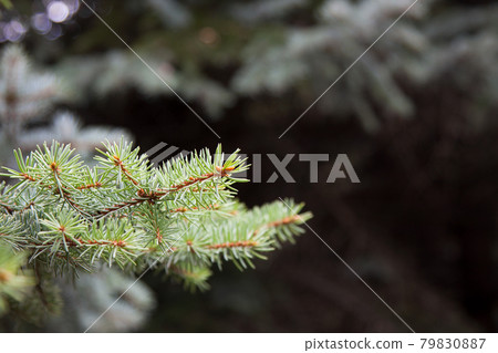 Brightly green prickly branches of a fur-tree or pine. Branches of decorative spruce. Brightly green prickly branches of a fur-tree or pine. Branches of decorative spruce. 79830887
