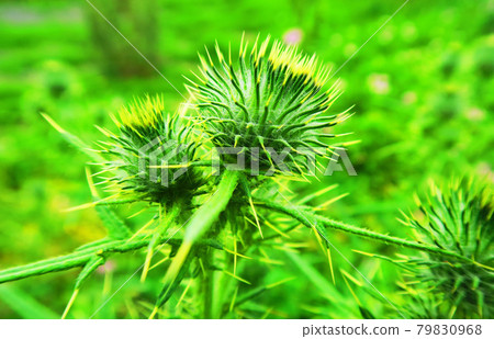 薊 79830968
