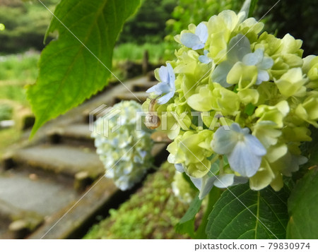 一隻小蝸牛在繡球花上移動 一隻小蝸牛在繡球花上移動 79830974