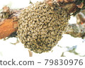 Japanese honey bee colony 79830976