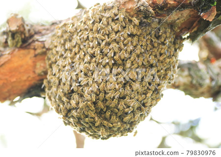 Japanese honey bee colony Japanese honey bee colony 79830976