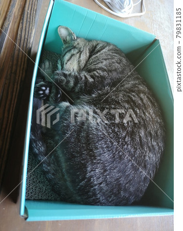 Cat sleep Cat sleep 79831185