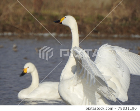Swan spreading wings Swan spreading wings 79831190