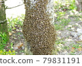 Japanese honey bee colony spring 79831191