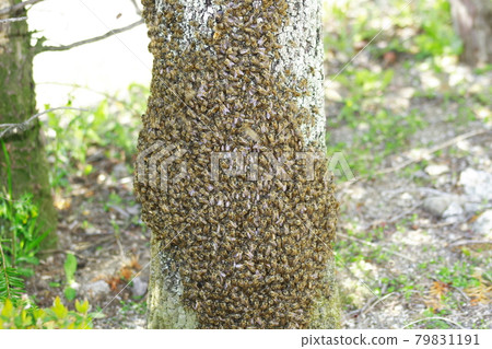 Japanese honey bee colony spring Japanese honey bee colony spring 79831191