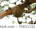 Japanese honey bee colony pine 79831192