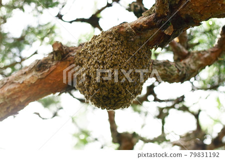 Japanese honey bee colony pine Japanese honey bee colony pine 79831192