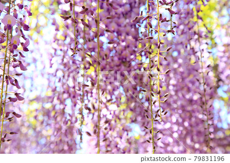 富士花蕾 富士花蕾 79831196