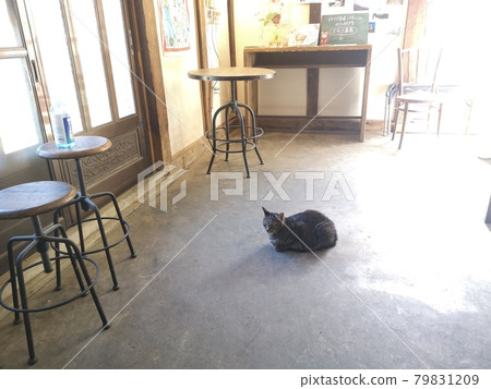 Guard cat Guard cat 79831209