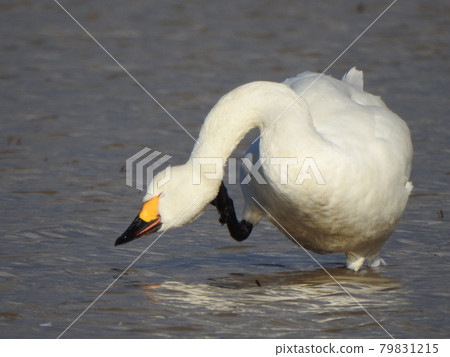 Swan scratching his neck 79831215