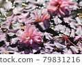Flowers floating on the water 79831216