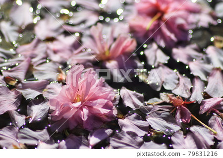 Flowers floating on the water Flowers floating on the water 79831216