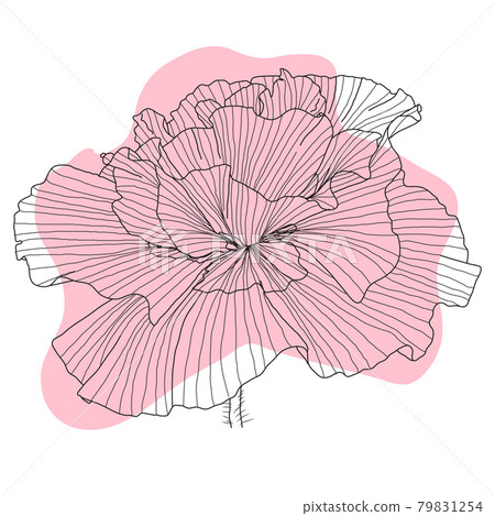 Poppy flower, bud, sketch and imitation watercolor 79831254