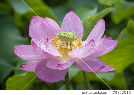 蓮花 蓮花 79832010