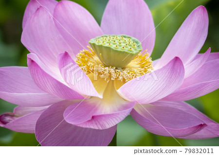 蓮花 79832011