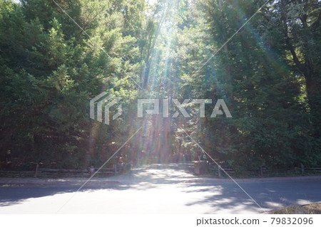 View of American State Park (Henry Cowell Redwoods) 79832096