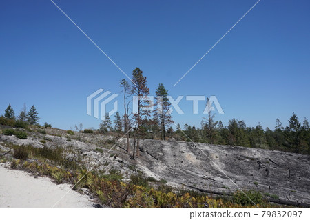 View of American State Park (Henry Cowell Redwoods) View of American State Park (Henry Cowell Redwoods) 79832097