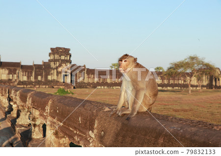 A wild monkey standing at the Angkor Wat ruins / Cambodian landscape 79832133