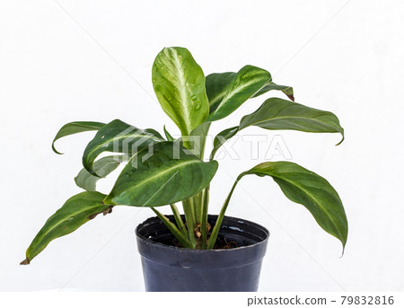 Flower pots on white background Flower pots on white background 79832816