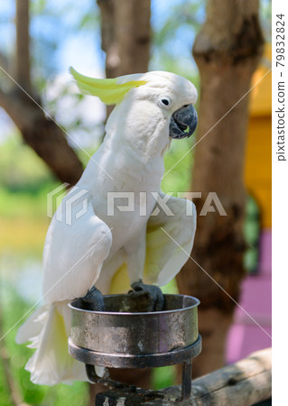 cute white Cockatoo bird on nature background, 79832824