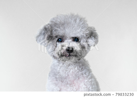Very cute toy poodle girl 79833230