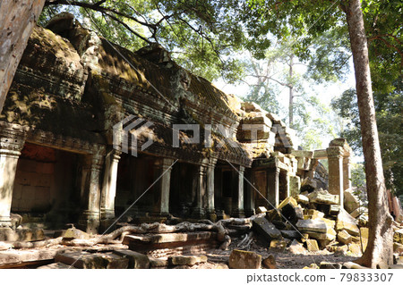 吳哥窟遺址和塔普倫寺/柬埔寨景觀被榕樹吞沒 79833307