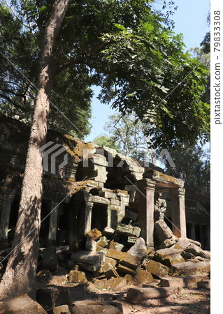 吳哥窟遺址和塔普倫寺/柬埔寨景觀被榕樹吞沒 79833308