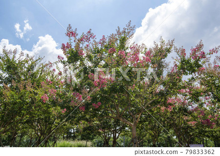 京畿道始興市始興潮汐生態園 京畿道始興市始興潮汐生態園 79833362