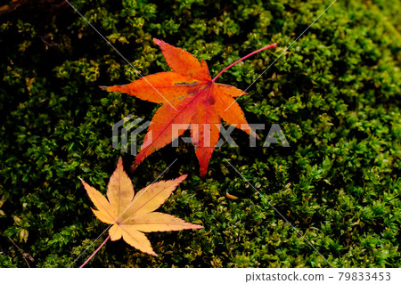 Autumn image Korankei Autumn image Korankei 79833453