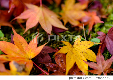 Autumn image Korankei Autumn image Korankei 79833559