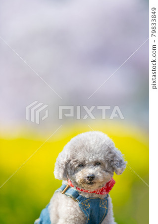 性格開朗的茶杯貴賓犬女孩 79833849