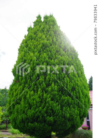 金冠 金冠 79833941