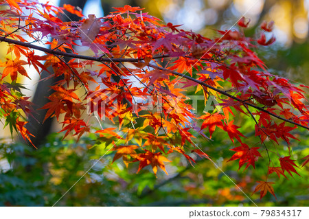 Autumn leaves in the park that colorfully decorate the fields Autumn leaves in the park that colorfully decorate the fields 79834317