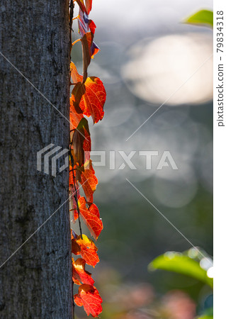 Autumn leaves in the park that colorfully decorate the fields 79834318