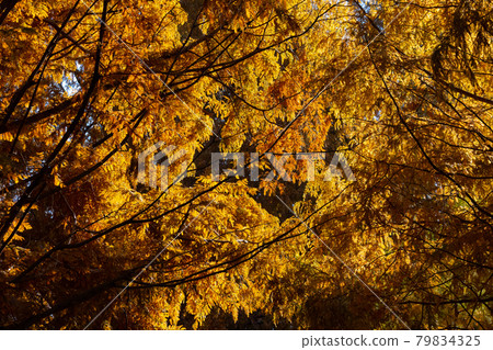 Autumn leaves in the park that colorfully decorate the fields 79834325