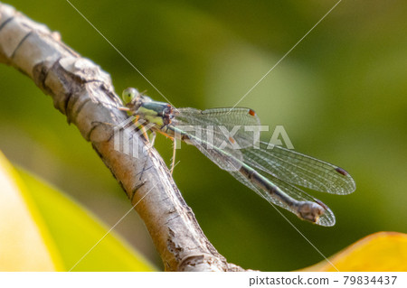 As the name suggests, a dragonfly that looks like a small, thin lint As the name suggests, a dragonfly that looks like a small, thin lint 79834437