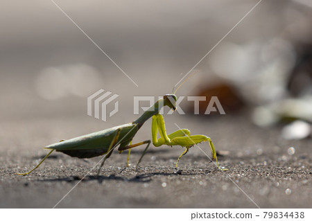 Mantis, a hunter with an inverted triangular face Mantis, a hunter with an inverted triangular face 79834438