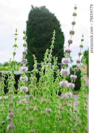 Penny Royal Mint 79834779