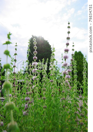 Penny Royal Mint Penny Royal Mint 79834781