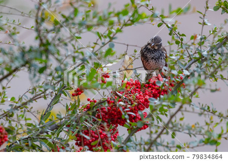 A winter bird named after the thrush because it can no longer be heard when it disappears on a migration in the summer. A winter bird named after the thrush because it can no longer be heard when it disappears on a migration in the summer. 79834864
