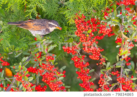 A winter bird named after the thrush because it can no longer be heard when it disappears on a migration in the summer. A winter bird named after the thrush because it can no longer be heard when it disappears on a migration in the summer. 79834865