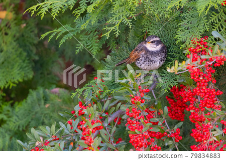 A winter bird named after the thrush because it can no longer be heard when it disappears on a migration in the summer. A winter bird named after the thrush because it can no longer be heard when it disappears on a migration in the summer. 79834883