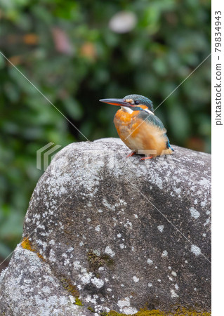 Ruri-colored popular kingfisher 79834943