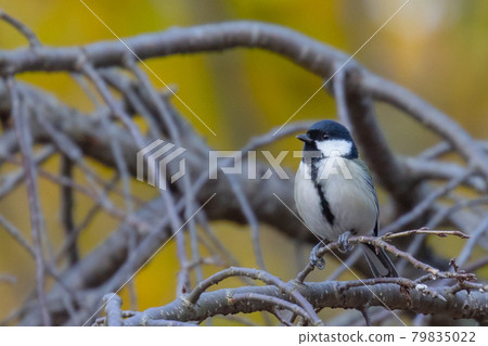 Familiar wild bird great tit with a cute chest tie 79835022