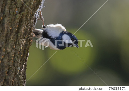 Familiar wild bird great tit with a cute chest tie 79835171